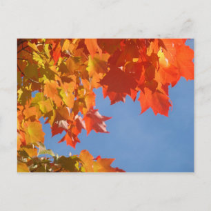Autumn Leaves postcards Blue Sky Fall Trees