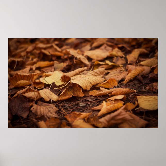Autumn leaves poster (Front)
