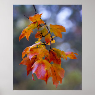 Autumn Leaves Poster