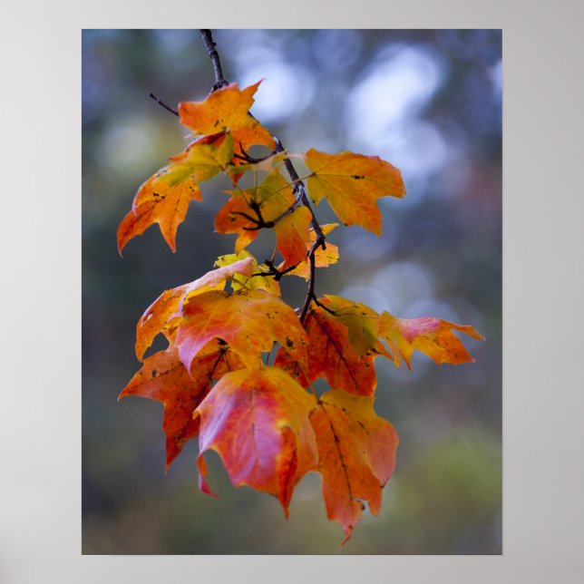 Autumn Leaves Poster (Front)