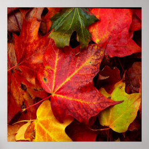 AUTUMN LEAVES POSTER