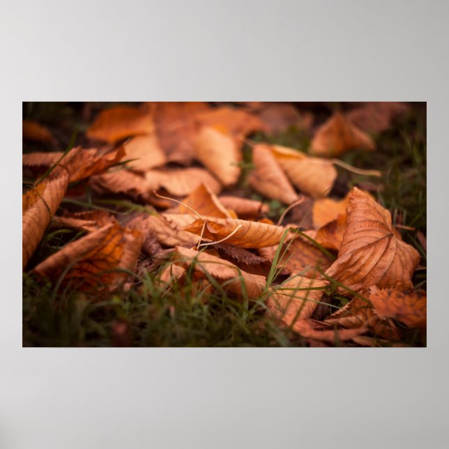 Autumn leaves poster (Front)