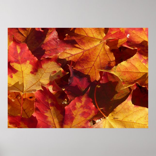 Autumn Leaves Poster (Front)