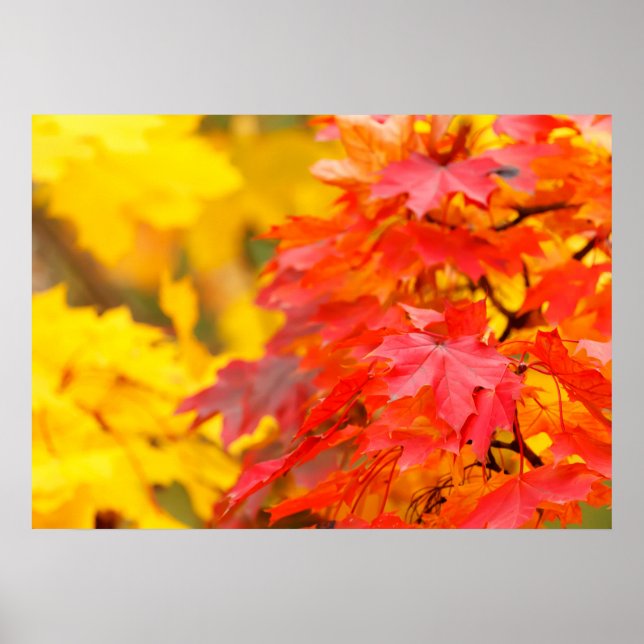 Autumn Leaves Poster (Front)