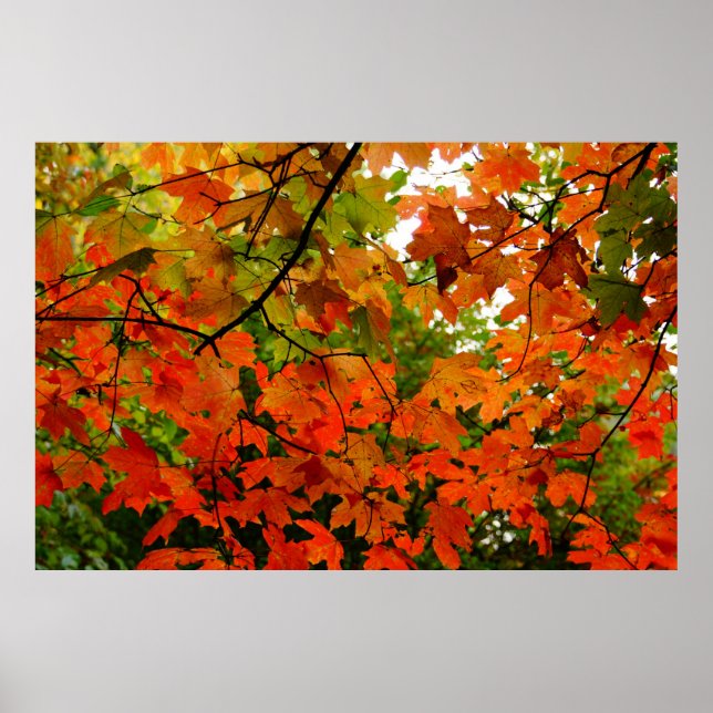 Autumn Leaves Poster (Front)