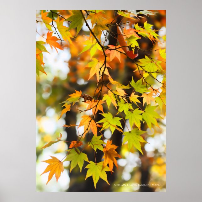 Autumn Leaves Poster (Front)