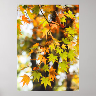 Autumn Leaves Poster