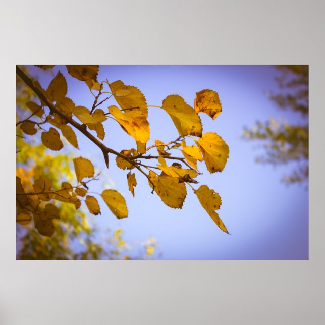 Autumn Leaves Poster (Front)