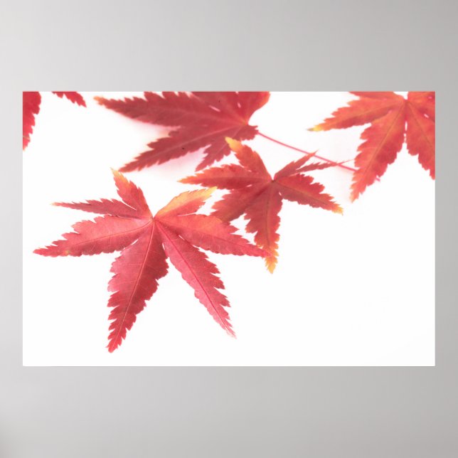 Autumn leaves poster (Front)