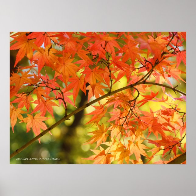 Autumn Leaves [Poster] Poster (Front)
