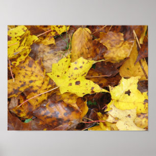 Autumn Leaves Print