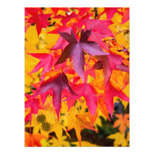 Autumn Leaves Red And Yellow Photo Print