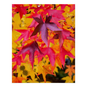 Autumn Leaves Red And Yellow Poster