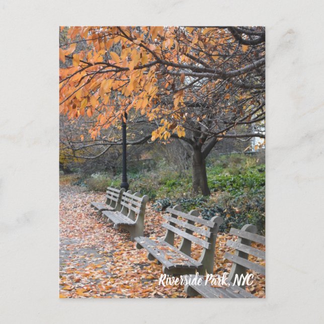 Autumn Leaves Riverside Park New York City Photo Postcard (Front)