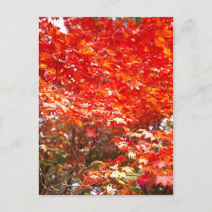Autumn leaves, Sapporo Postcard