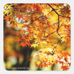 Autumn Leaves [Square Seal] Square Sticker