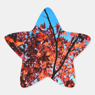 Autumn leaves star sticker