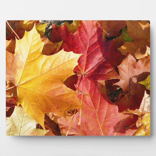 Autumn leaves - Stunning! Plaque (Front)