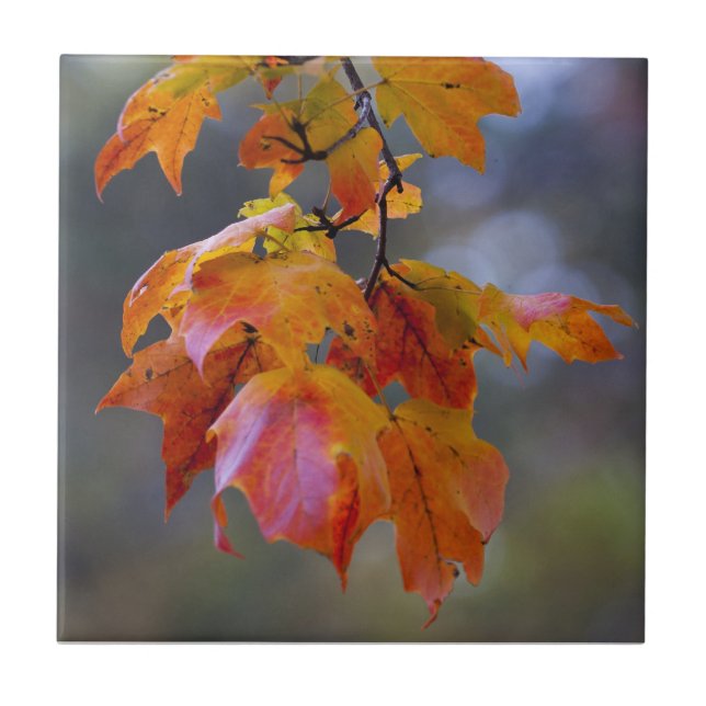 Autumn Leaves Tile (Front)