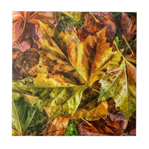 Autumn leaves tile
