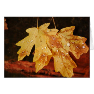 Autumn Leaves with Raindrops,  Blank Inside