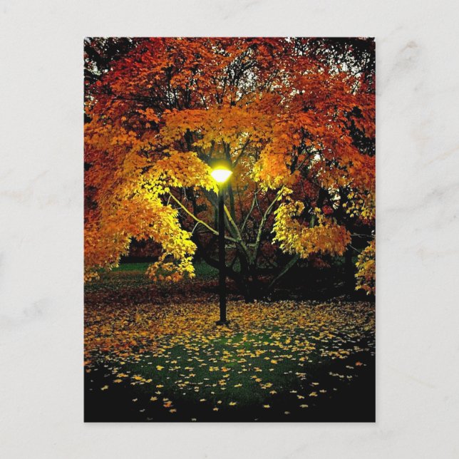 Autumn light postcard (Front)