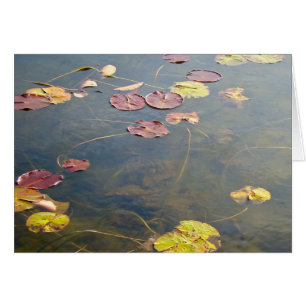 Autumn Lilypads Series