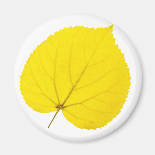 Autumn linden leaf magnet