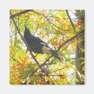 Autumn Magpie - Magnet