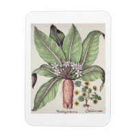 Autumn Mandrake, from the 'Hortus Eystettensis' by
