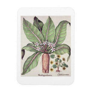 Autumn Mandrake, from the 'Hortus Eystettensis' by Magnet
