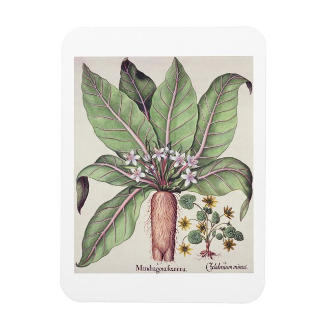 Autumn Mandrake, from the 'Hortus Eystettensis' by Magnet (Vertical)