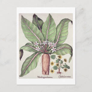 Autumn Mandrake, from the 'Hortus Eystettensis' by Postcard