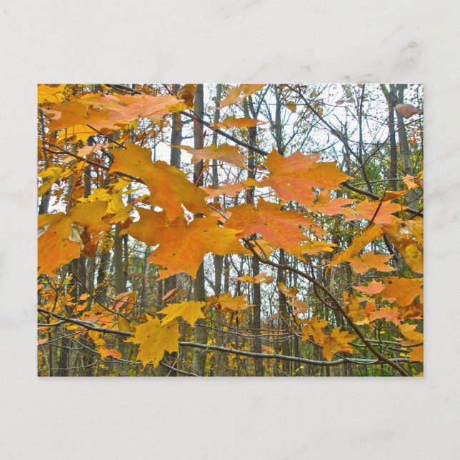 Autumn Maple Foliage Postcard (Front)