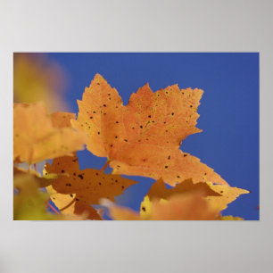Autumn maple leaf and blue sky, White Poster