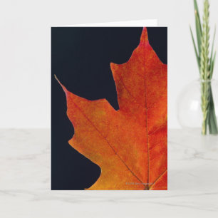 Autumn Maple leaf on black background Card