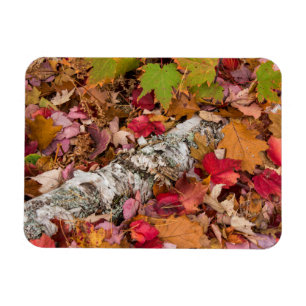 Autumn Maple Leaves Cover Birch Bark On Forest Magnet
