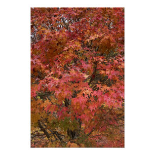 Autumn Maple Leaves in Full Color Poster