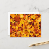 Autumn Maple Leaves