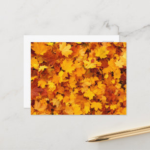 Autumn Maple Leaves Postcard