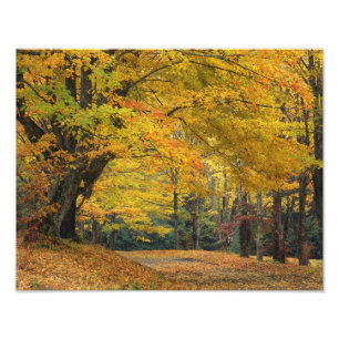 Autumn maple tree overhanging country lane, photo print