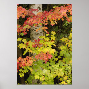 Autumn maple trees and birch tree, White Poster