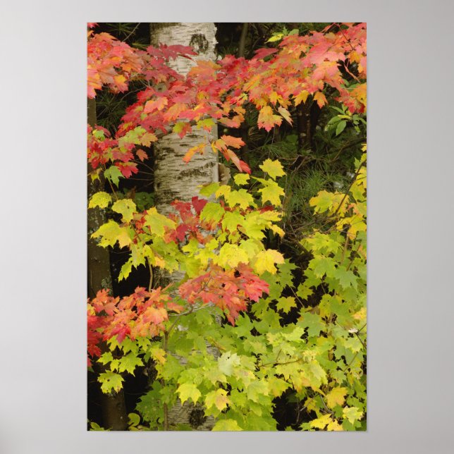 Autumn maple trees and birch tree, White Poster (Front)