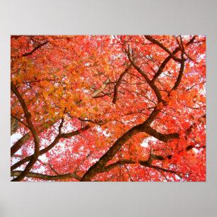Autumn Maple Trees Print Landscape Poster