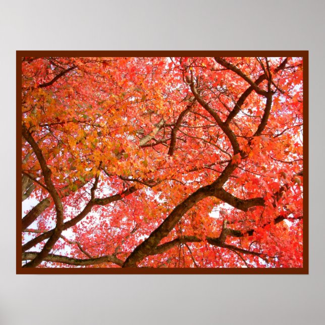 Autumn Maple Trees Print Landscape Poster (Front)