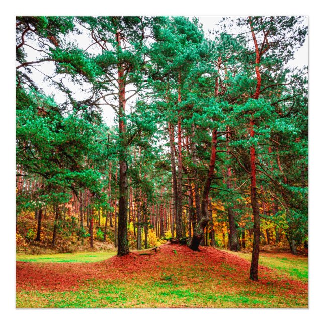 Autumn mixed forest photo print (Front)