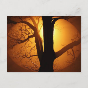 Autumn Moon Shining Through the Tree Postcard