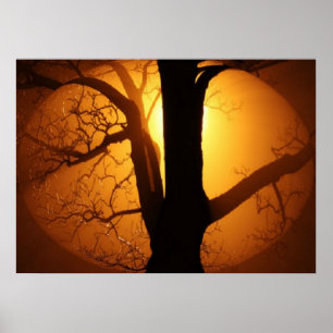Autumn Moon Shining Through the Tree Print