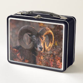 Autumn Mouflon Ram Original Wildlife Photography Metal Lunch Box