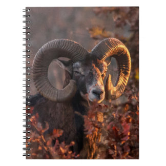 Autumn Mouflon Ram Original Wildlife Photography Notebook